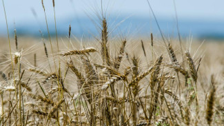 Крым получит более 100 млн рублей на поддержку производителей зерна