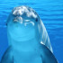 Дельфин из Заозёрного отправился на реабилитацию в Безмятежное море