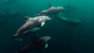 Дельфинов в Крыму изучают по эксклюзивной методике