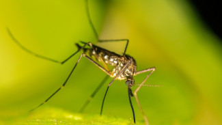 Комары-переносчики лихорадки Западного Нила могут появиться в Крыму