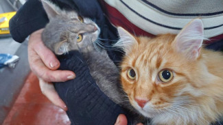 Крымские спасатели выручают животных из затопленных домов