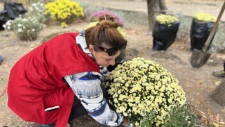 Около тысячи кустов хризантемы украсят клумбы Симферополя