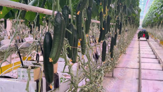 В Крыму с начала года собрали почти 30 тысяч тонн овощей закрытого грунта