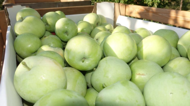 165 тонн яблок собрали в Крыму