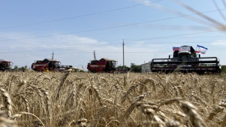 Рекордный урожай озимых зерновых собрали аграрии Крыма 