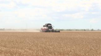 Битва за урожай: в Черноморском районе урожайность озимой пшеницы составляет 19,1 ц/га