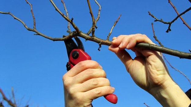 В Крыму стартовала кампания по обрезке плодовых деревьев