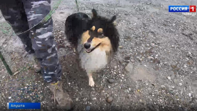 Кинолог с позывным "Зая" из Крыма отправится на фронт с двумя собаками