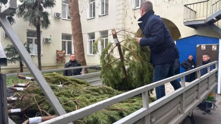 В Ялте выявили нелегальную точку продажи ёлок