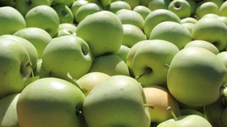 Осенние сорта яблок начали собирать в Крыму