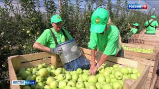 В Крыму собрали 40 000 тонн яблок