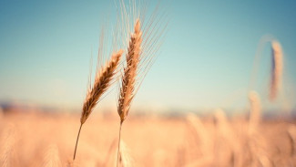 Крым экспортирует 350 000 тонн зерна за границу