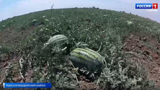 В Крыму стартовал сбор арбузов