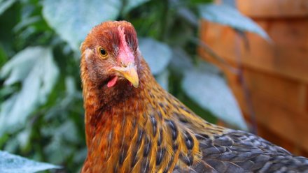 Вирус гриппа птиц не выявлен в Крыму и Севастополе