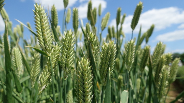 За год крымские фермеры на 20% увеличили производство продукции