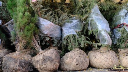 В Ялте высадят больше 1000 саженцев деревьев и кустарников