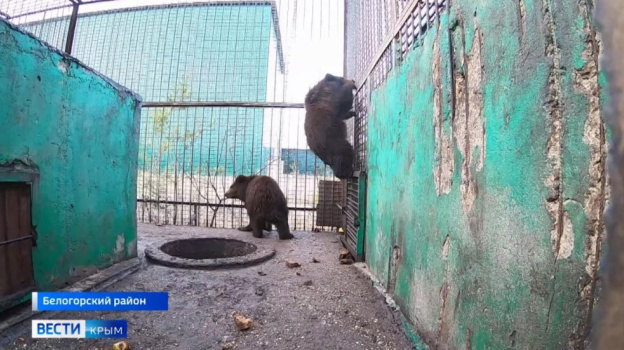 Животных из Донецкого и Мариупольского зоопарков эвакуировали в Крым