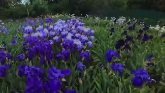 В Никитском ботсаду начался 20-й карнавал Ирисов