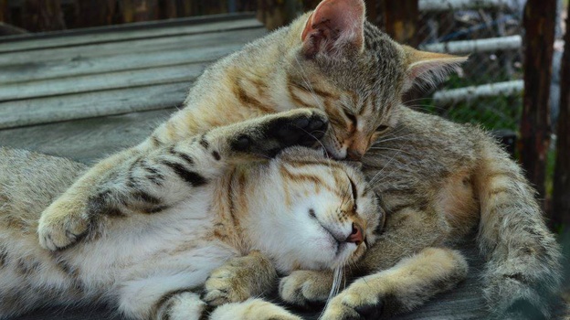 Парк уличных кошек откроют в Крыму