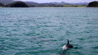 Дельфин, над которым в Севастополе издевался отдыхающий, погиб
