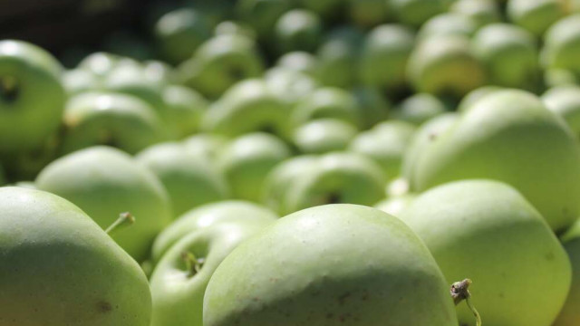 В Крыму стартовал сбор яблок