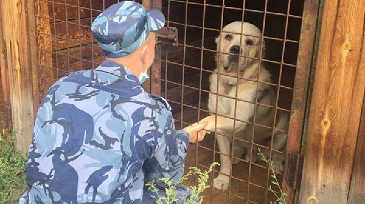 Крымские приюты готовы взять домашних животных мобилизованных граждан –  Новости Крыма – Вести Крым