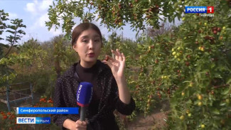 В Крыму планируют выращивать китайский финик в сельскохозяйственных целях