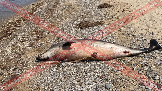 В Крыму на берег выбросило мертвых дельфинов
