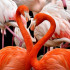 Розовые фламинго выбрали Крым для гнездования: ожидается первое поколение птенцов