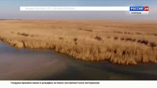 В социальных сетях появилась информация, что саранча с Украины может уже в ближайшие недели осесть на курортах юга России