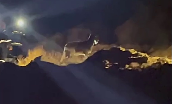 Пятеро спасателей вытаскивали из ущелья в Балаклаве застрявшую козу