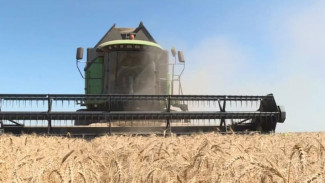 В Нижнегорском районе собрали рекордный урожай зерна