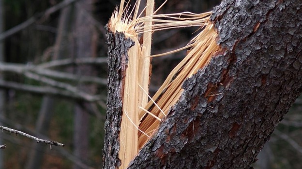 Штормовой ветер повалил дерево на детский сад в Керчи