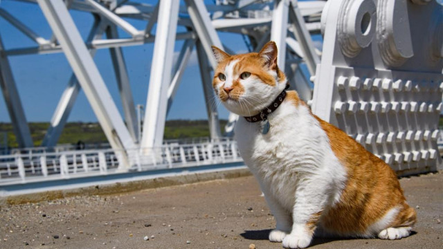 Как Мостик стал звездой Крыма: фотовыставка кота-путешественника состоится в Евпатории
