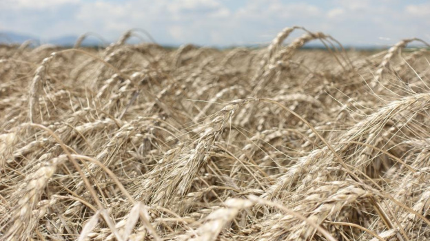 В Крыму собрали урожай ранних зерновых