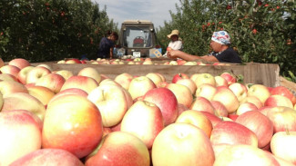 Более 120 000 тонн плодово-ягодной продукции собрано в Крыму