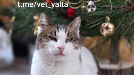 В Крыму прекращено уголовное дело о жестоком обращении с кошкой Мусей