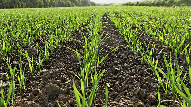 В Крыму сформирован список рекомендуемых для выращивания сортов зерновых культур