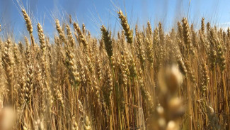 Два новых сорта озимой пшеницы вывели крымские учёные