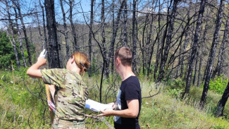 В Бахчисарайском районе вырубят сгоревший лес