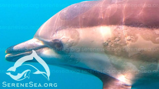 Зоозащитники Севастополя переживают за больного дельфина (ВИДЕО)