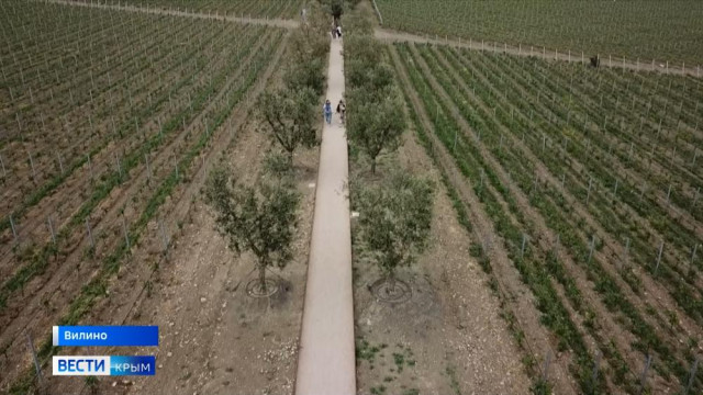 50 тысяч саженцев крымского винограда продадут частным фермерам