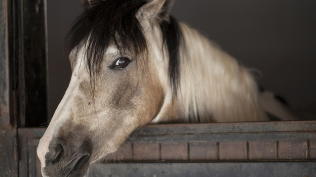 Организатор небезопасных конных прогулок в Севастополе пойдет под суд