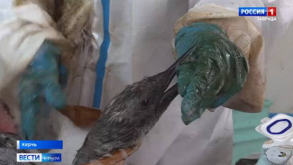 В Керчи в центр реабилитации привезли 15 птиц, пострадавших от разлива нефтепродуктов