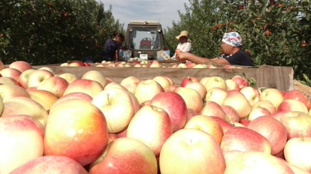 Более 120 000 тонн плодово-ягодной продукции собрано в Крыму