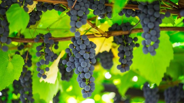 В Крыму собрали более 80 тысяч тонн винограда