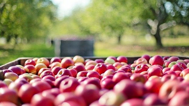 Крымские яблоки пользуются колоссальным спросом в Москве, Новосибирске и Санкт-Петербурге