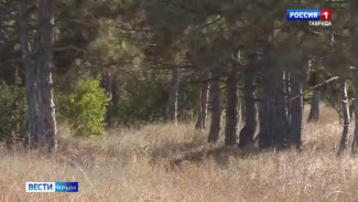 С 1 декабря в Крыму под особым контролем находится ситуация с вырубкой хвойных деревьев