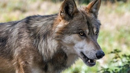 Волки стали чаще нападать на домашний скот в Сакском районе