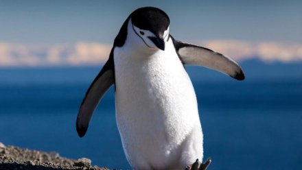 В Крым впервые привезли пингвинов из Южной Африки
